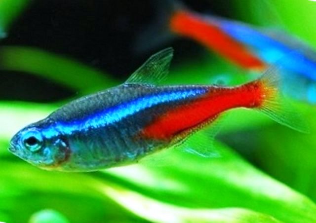 NEON TETRA - LARGE - QUANTITY OF 12 NEON TETRA - LARGE - QUANTITY OF 12